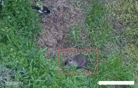 扬州邵伯湖惊现“猫体型”巨鼠：野生海狸鼠种群泛滥，扒根啃苗破坏堤坝成生态隐患